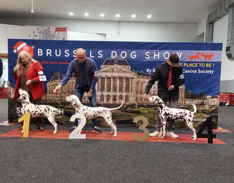 Dog show - bedrukte spandoek op maat